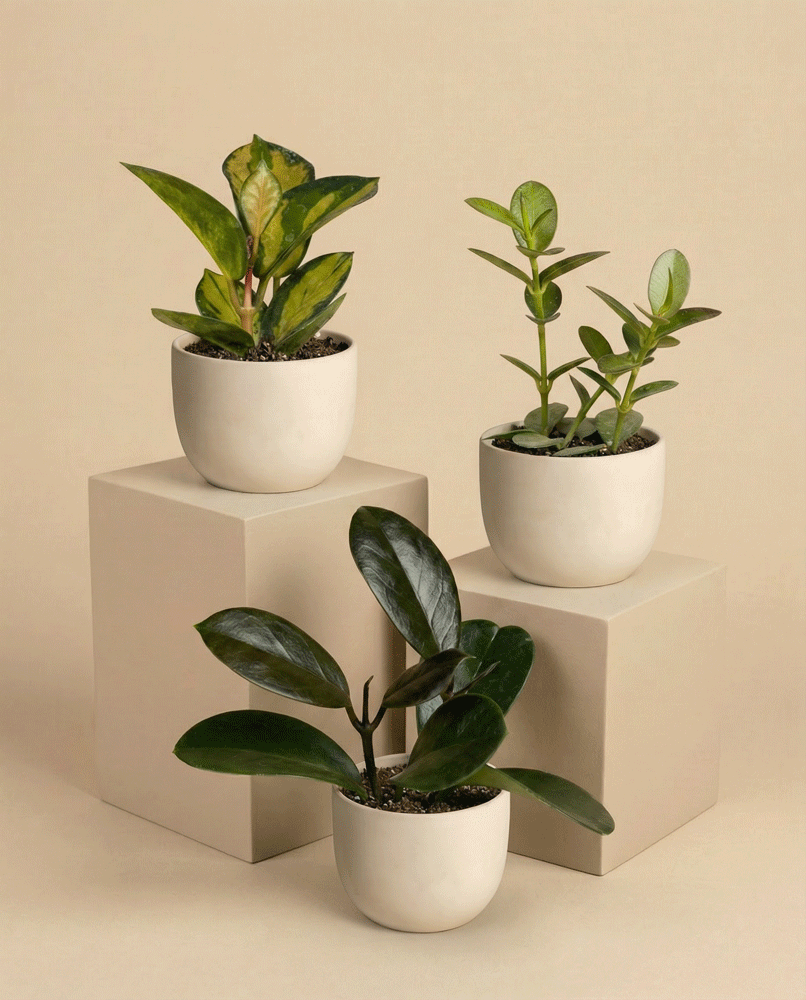 feey-variado-baby-hoya-zimmerpflanze-3er-set-ohne-bertopf image 6