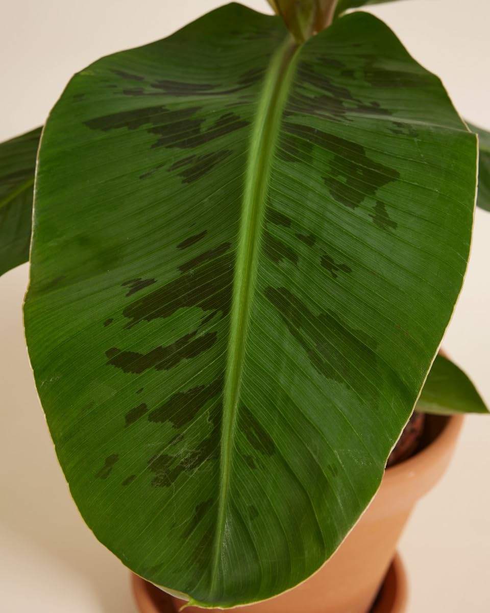 plnts-rareplnts-musa-dwarf-cavendish-bananenpflanze-90cm image 3