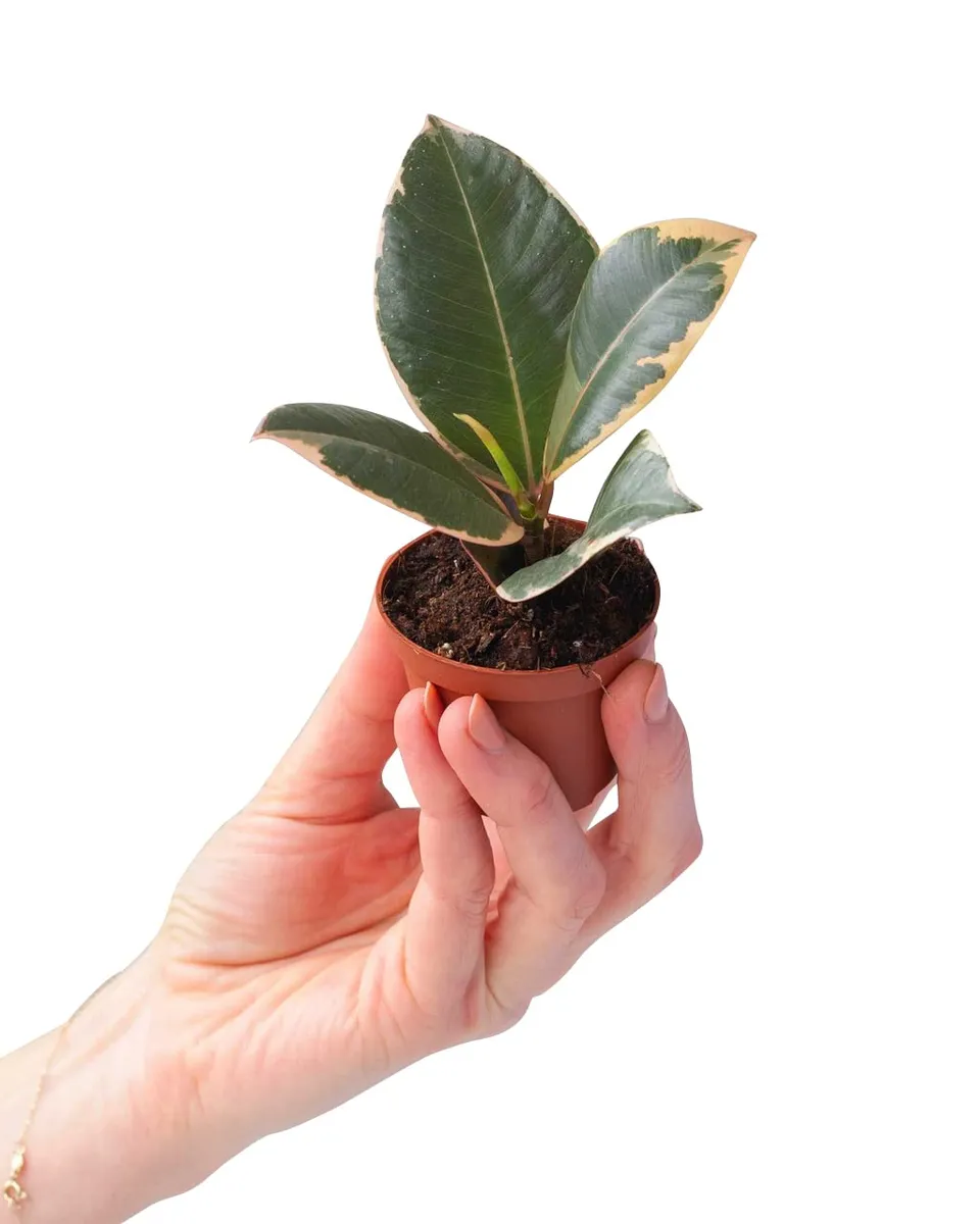 plnts-babyplnts-ficus-tineke-gummibaum-6cm-topf-15cm image 1