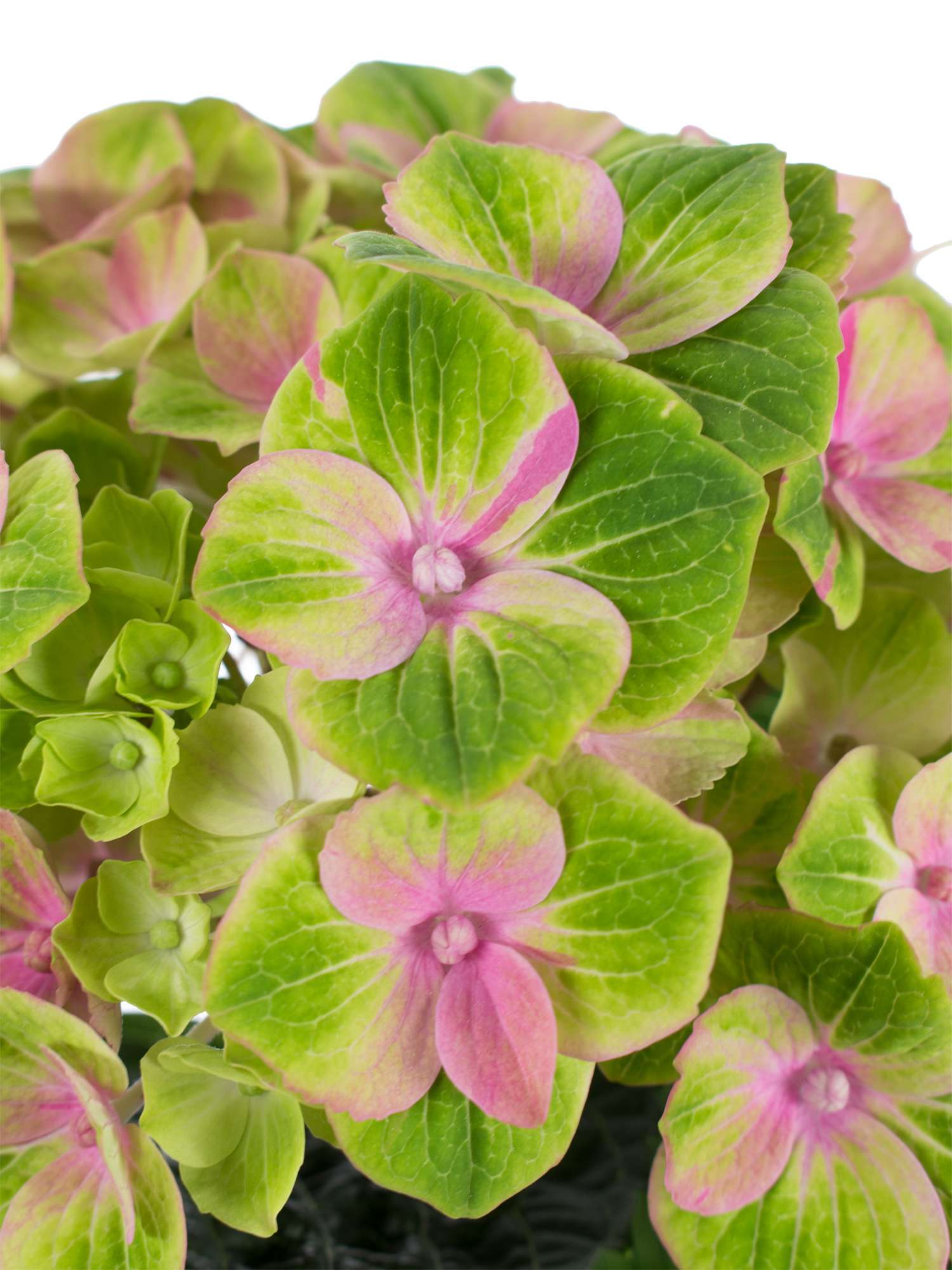 blumigo-hortensien-magical-amethyst-hortensie-rosa-gr-n-frisch image 3