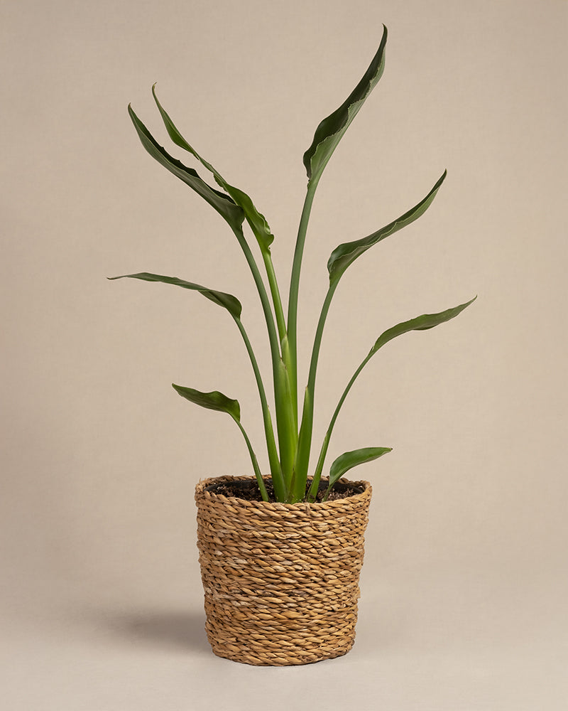 feey-variado-strelitzia-reginae-zimmerpflanze-ohne-bertopf-viel-licht image 5