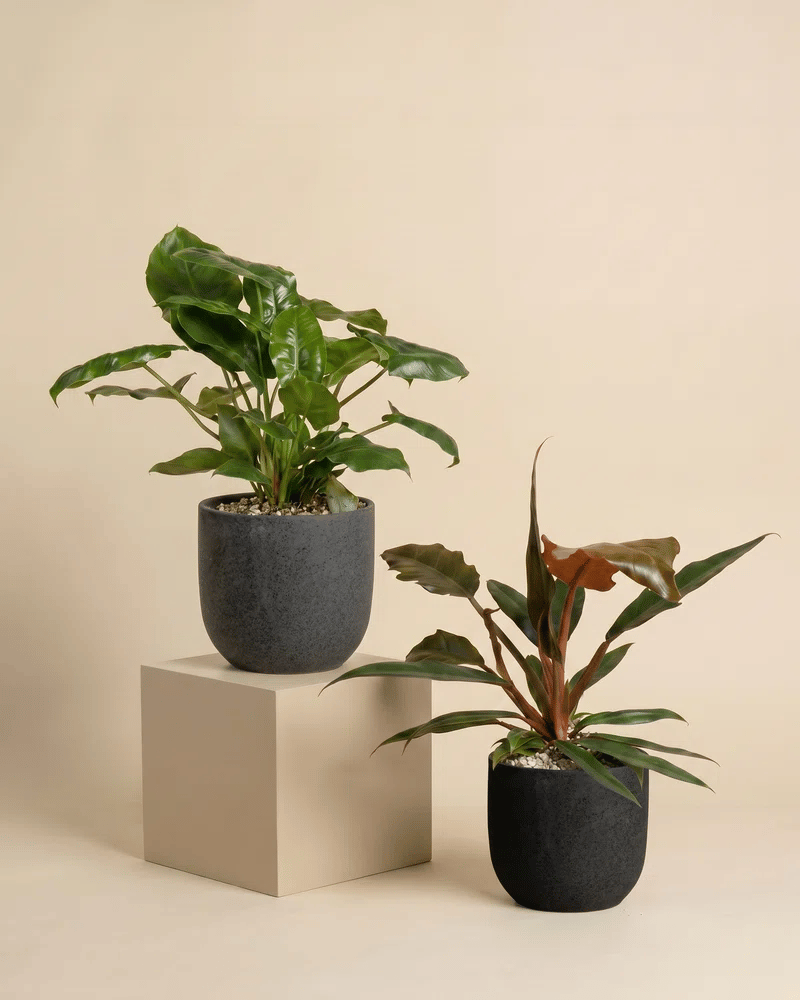 feey-variado-philodendron-power-duo-pflanzenset-ohne-bertopf image 6