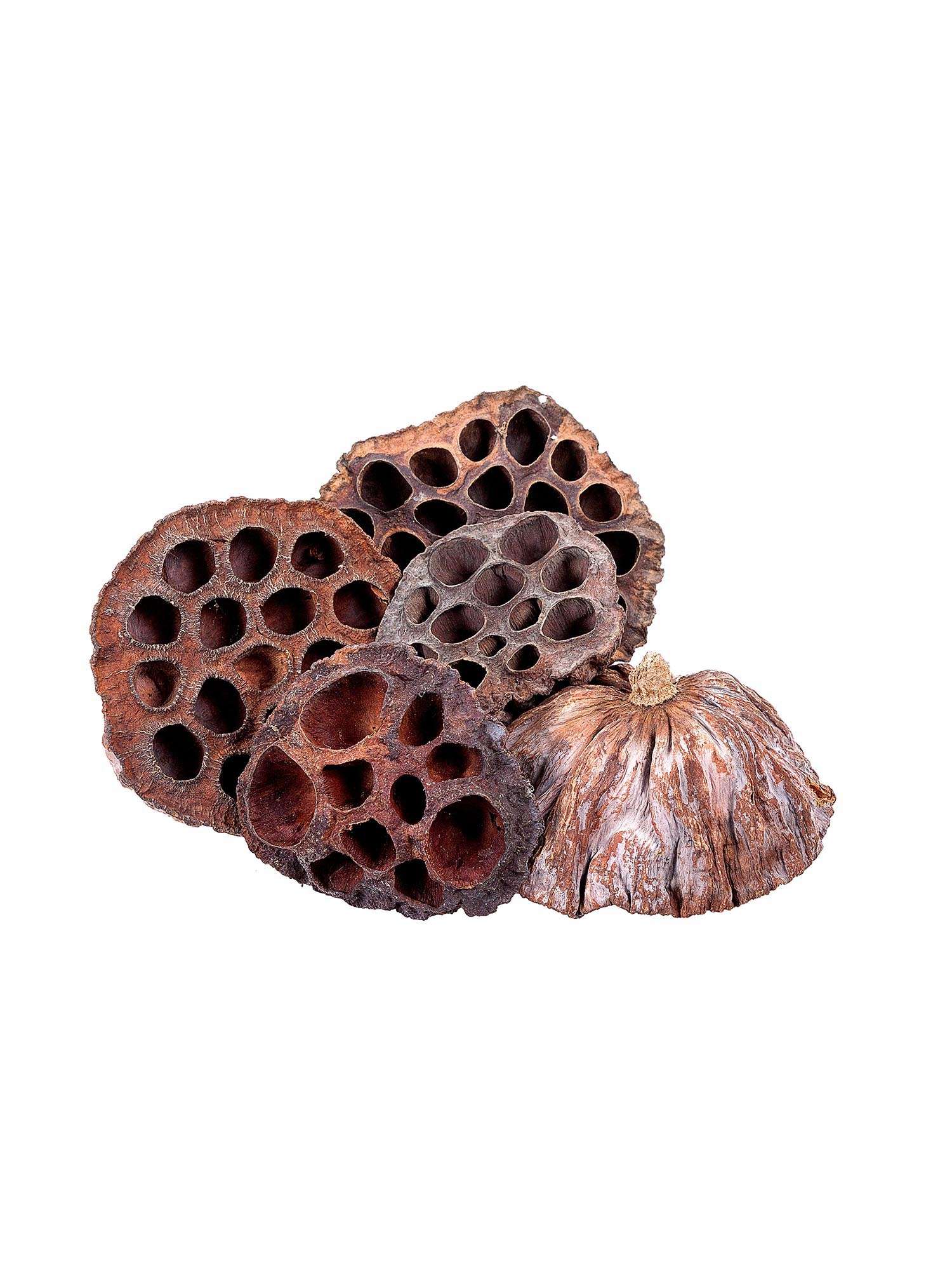 blumigo-trockenblumen-lotuskapseln-getrocknet-natur-braun-5-st-ck image 3