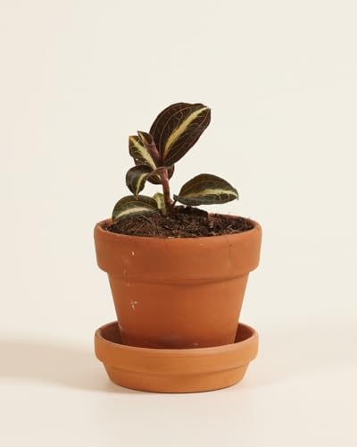 plnts-baby-jewel-orchid-moonstone-orchidee-12-cm-rot-gemustert image 5