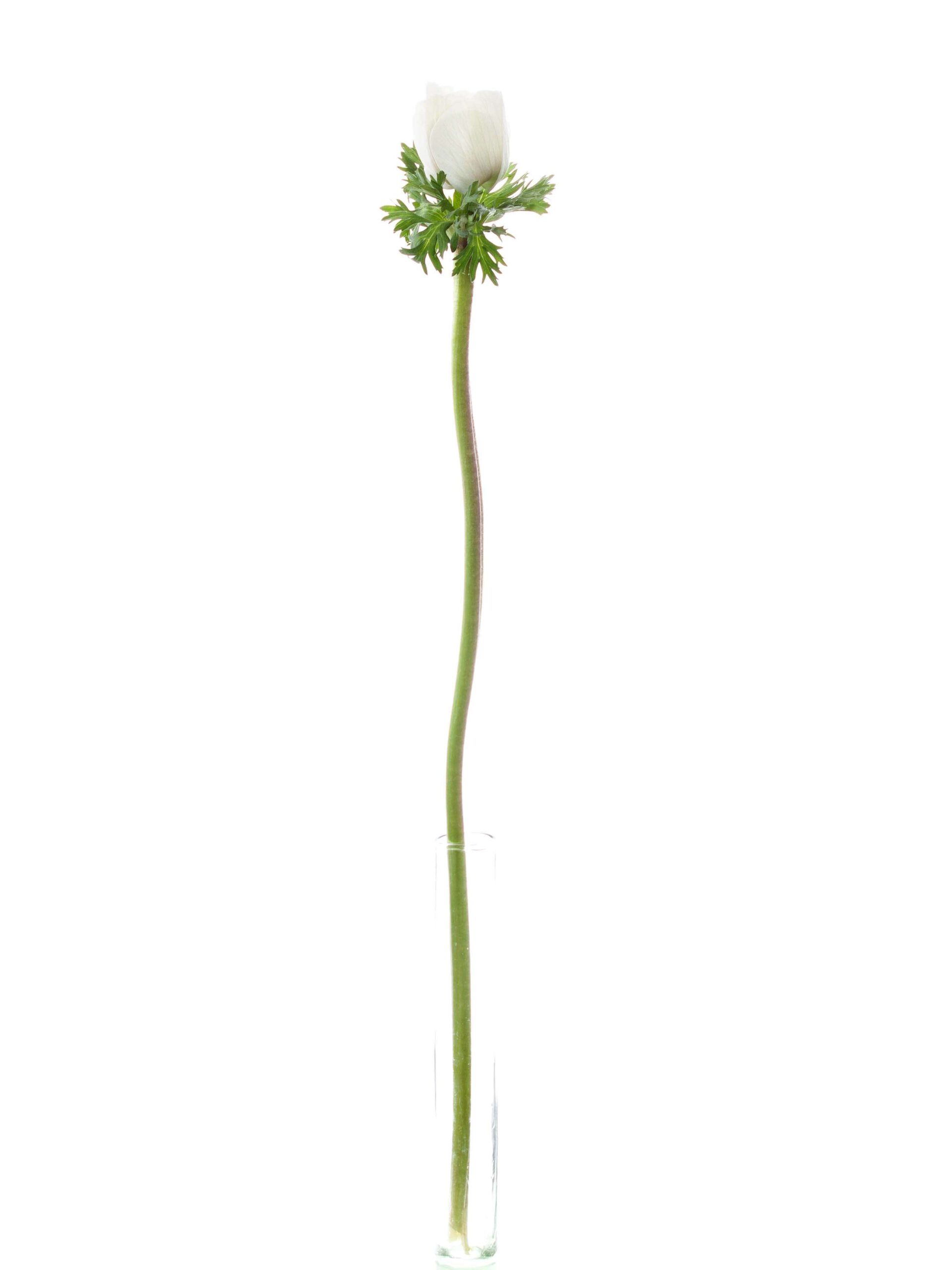 blumigo-anemonen-mistral-xl-wei-creme-schnittblume image 3