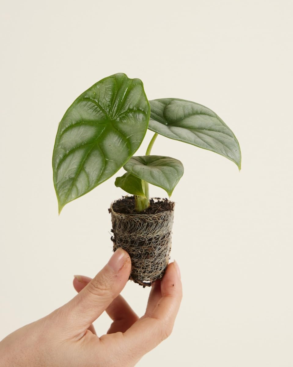 plnts-babyplnts-baby-alocasia-silver-dragon-zimmerpflanze-10cm image 2