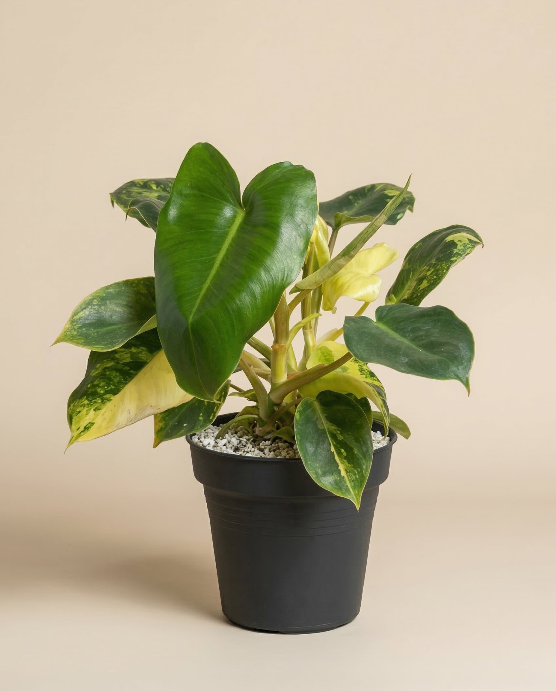 feey-variado-philodendron-burle-marx-zimmerpflanze-rarit-t image 3