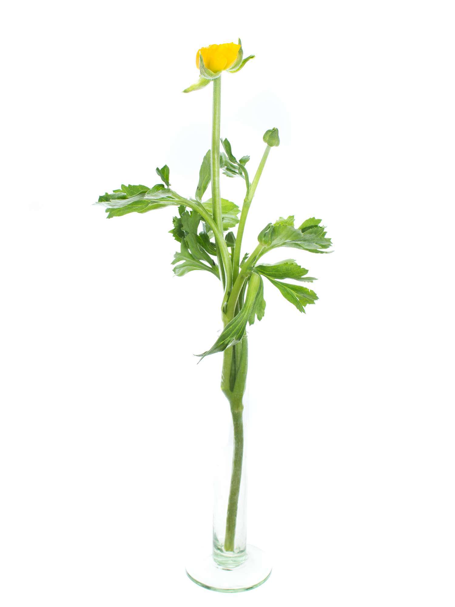blumigo-ranunkeln-elegance-yellow-gelbe-schnittblume-stiel image 3