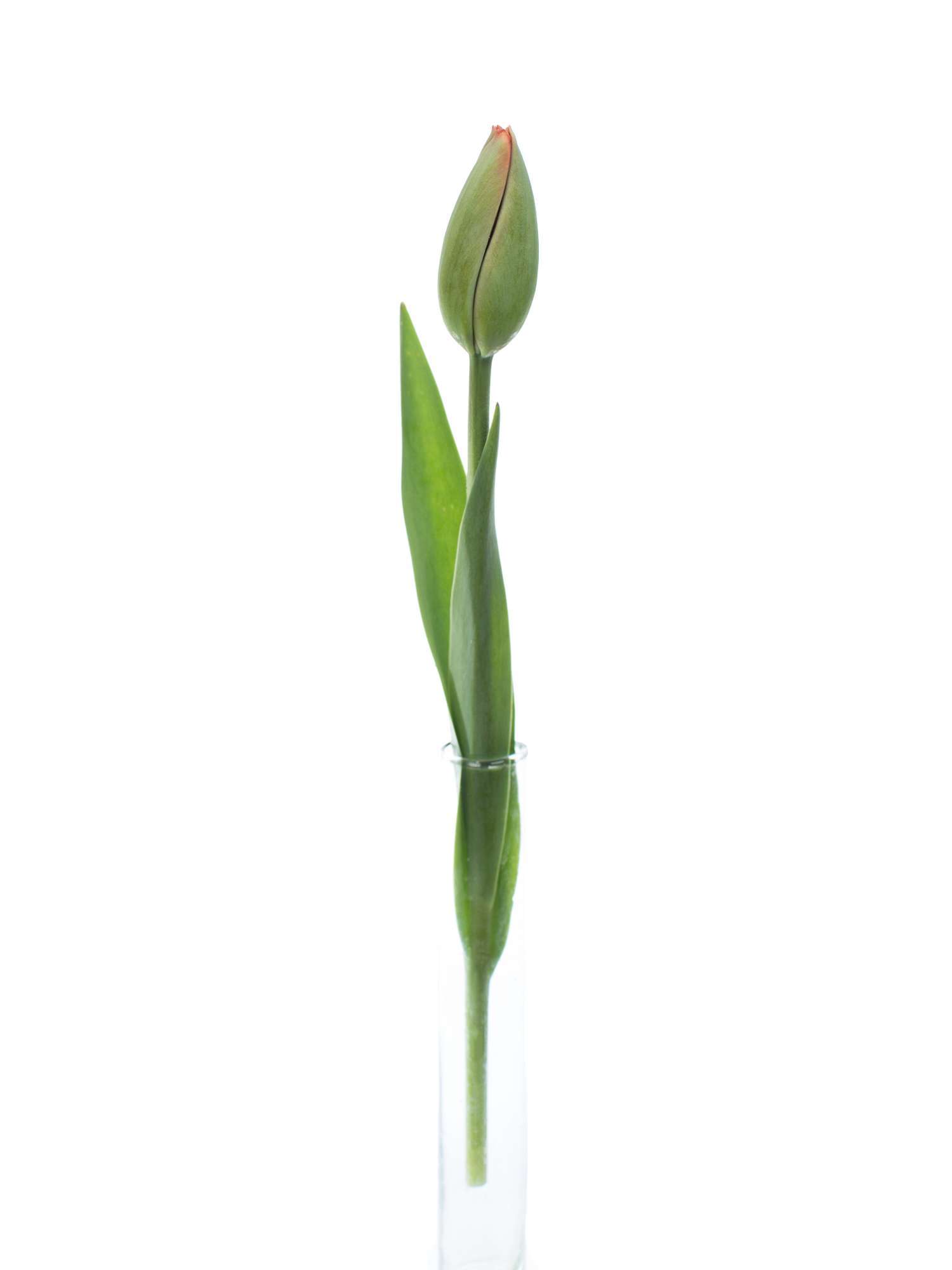 blumigo-tulpen-parade-freilandtulpe-rot-st-ck-8-tage-frisch image 4