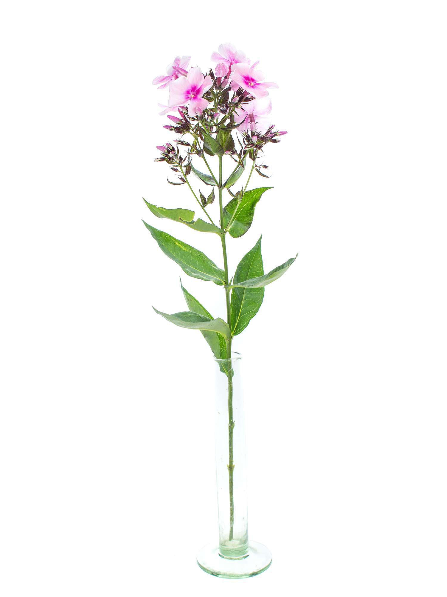 blumigo-phlox-flammenblume-schnittblume-rosa-duft image 3