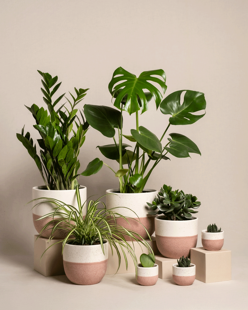 feey-variado-homeoffice-pflanzen-set-7-zimmerpflanzen image 5