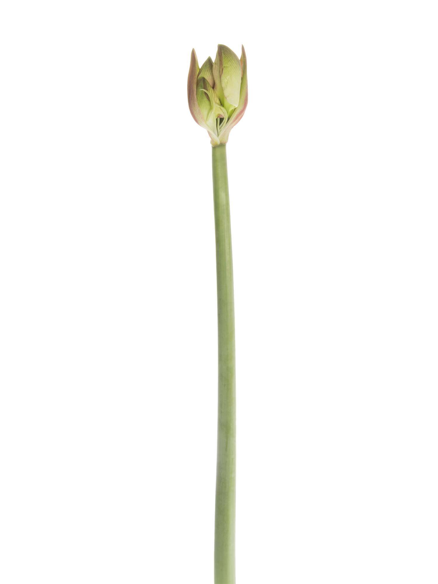 blumigo-amaryllis-exception-schnittblume-rosa-wei image 5