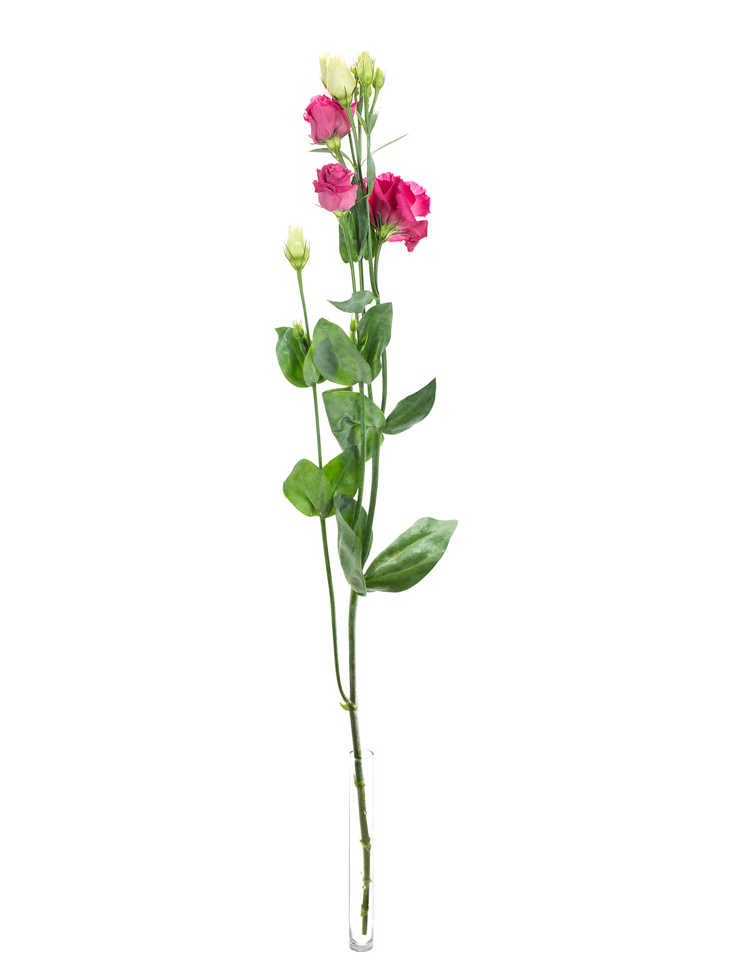 blumigo-lisianthus-eustoma-rosita-red-schnittblume-pink image 3