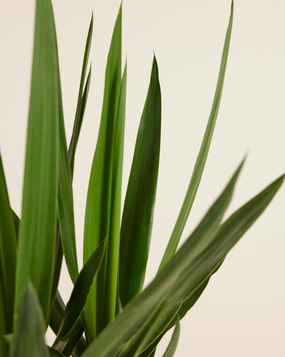 plnts-rareplnts-yucca-elephantipes-100cm-zimmerpalme image 5