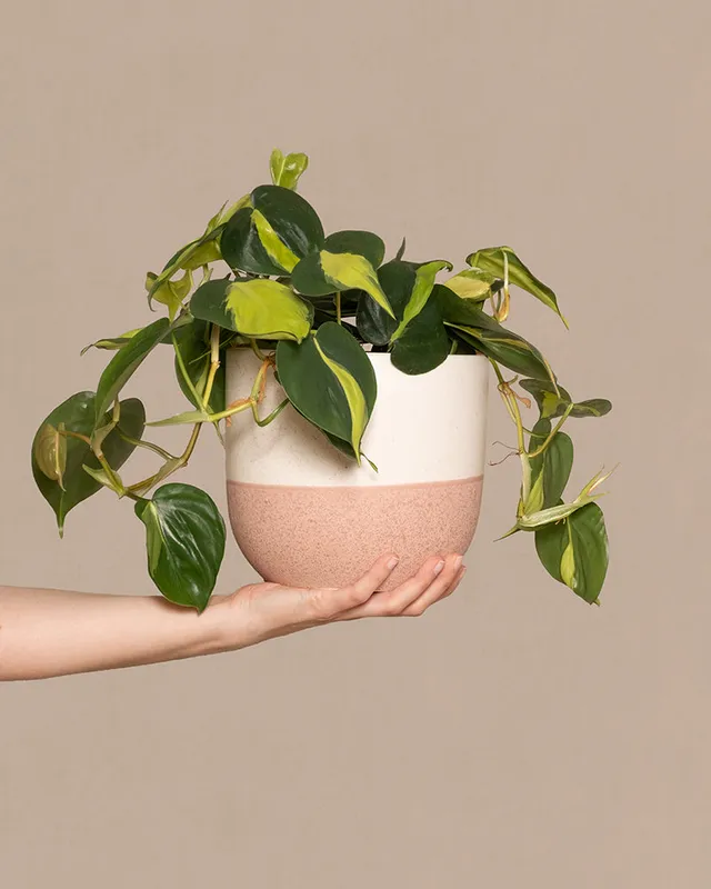 feey-variado-philodendron-scandens-brasil-h-ngepflanze-pflegeleicht image 1