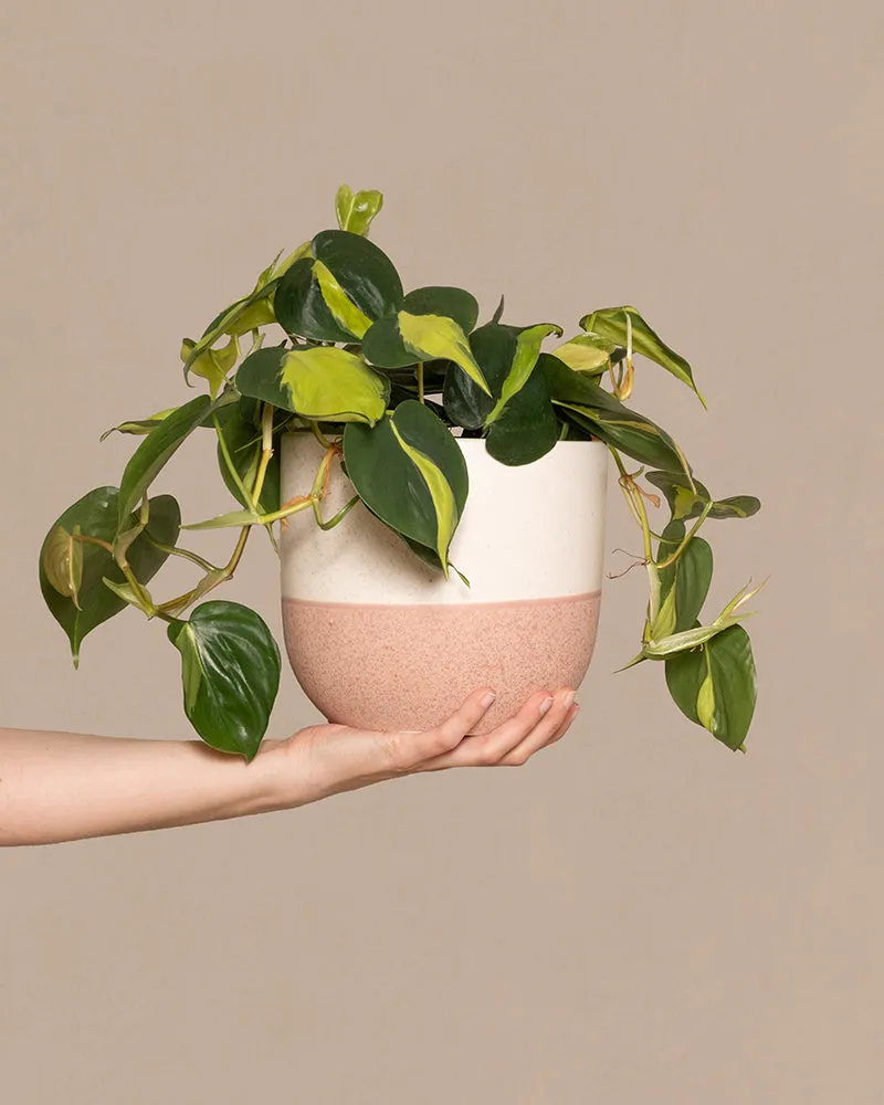 feey-variado-philodendron-scandens-brasil-h-ngepflanze-pflegeleicht image 1