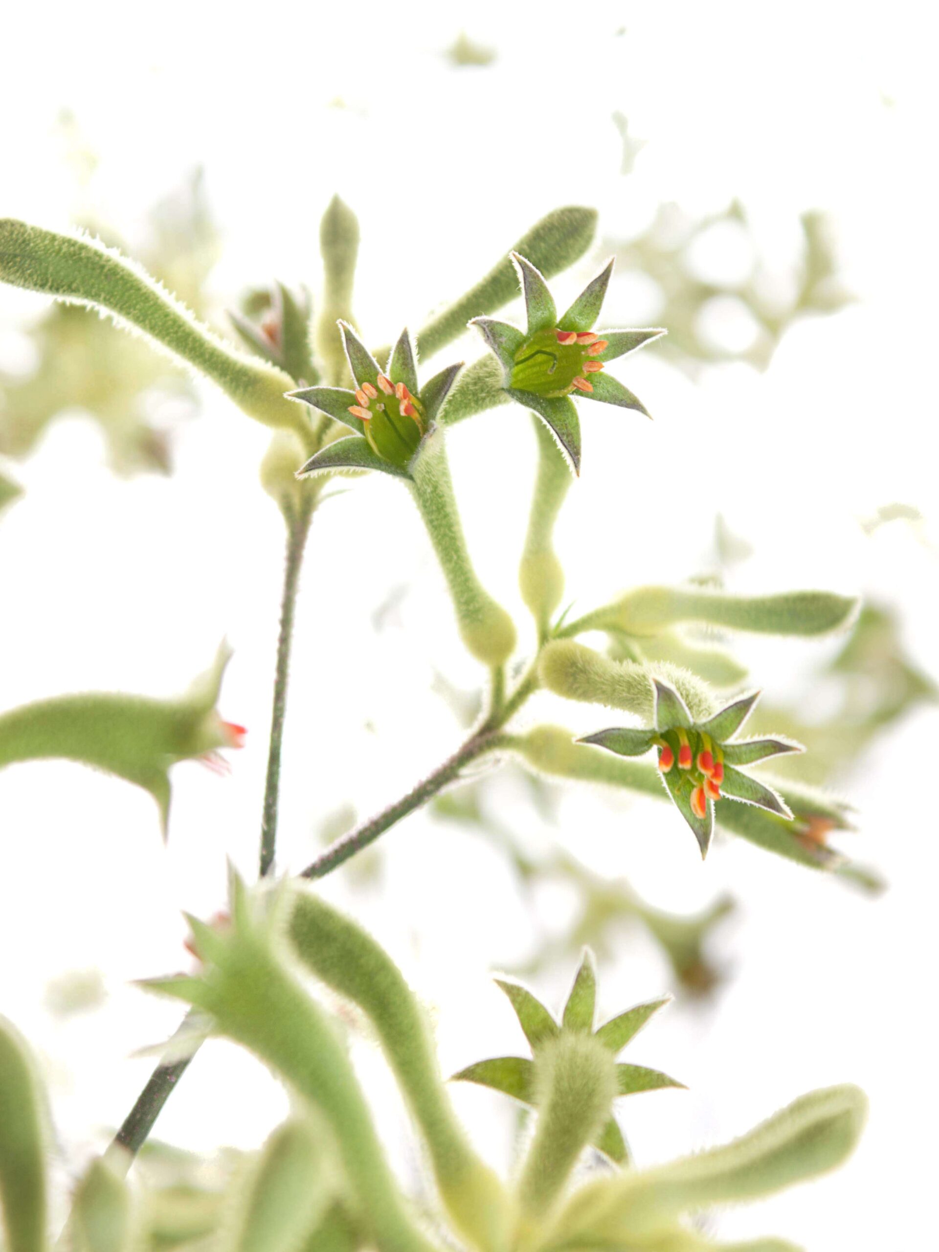 blumigo-blattwerk-k-ngurupfote-anigozanthos-schnittblume-gr-n image 1