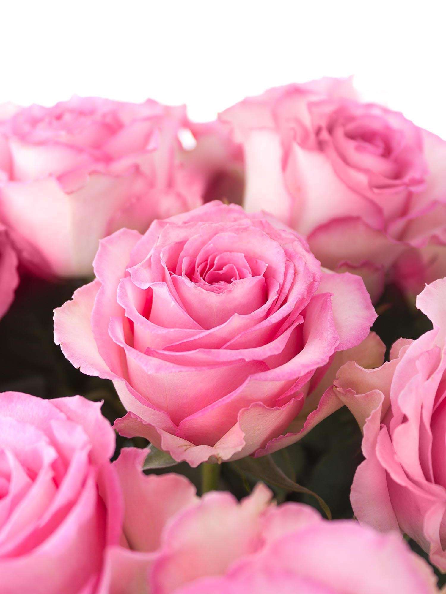 blumigo-rosen-sweet-unique-schnittrosen-pink-rosa-frisch image 1