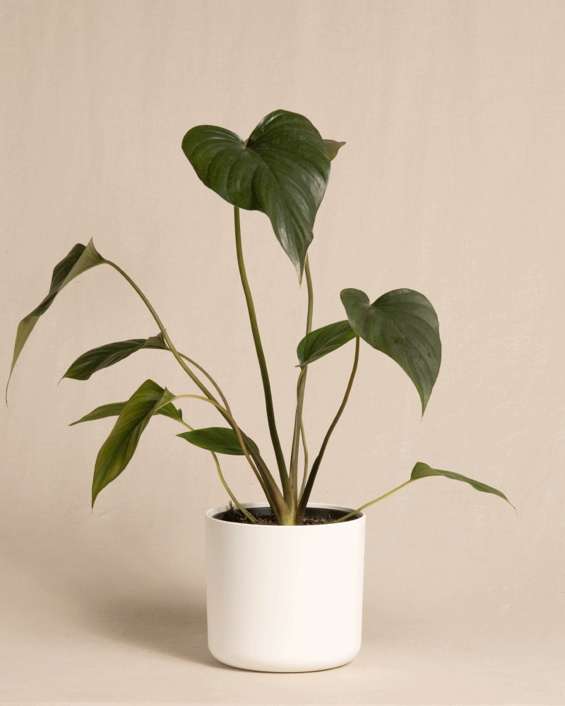 feey-variado-homalomena-rubescens-black-zimmerpflanze-dunkle-bl-tter image 7