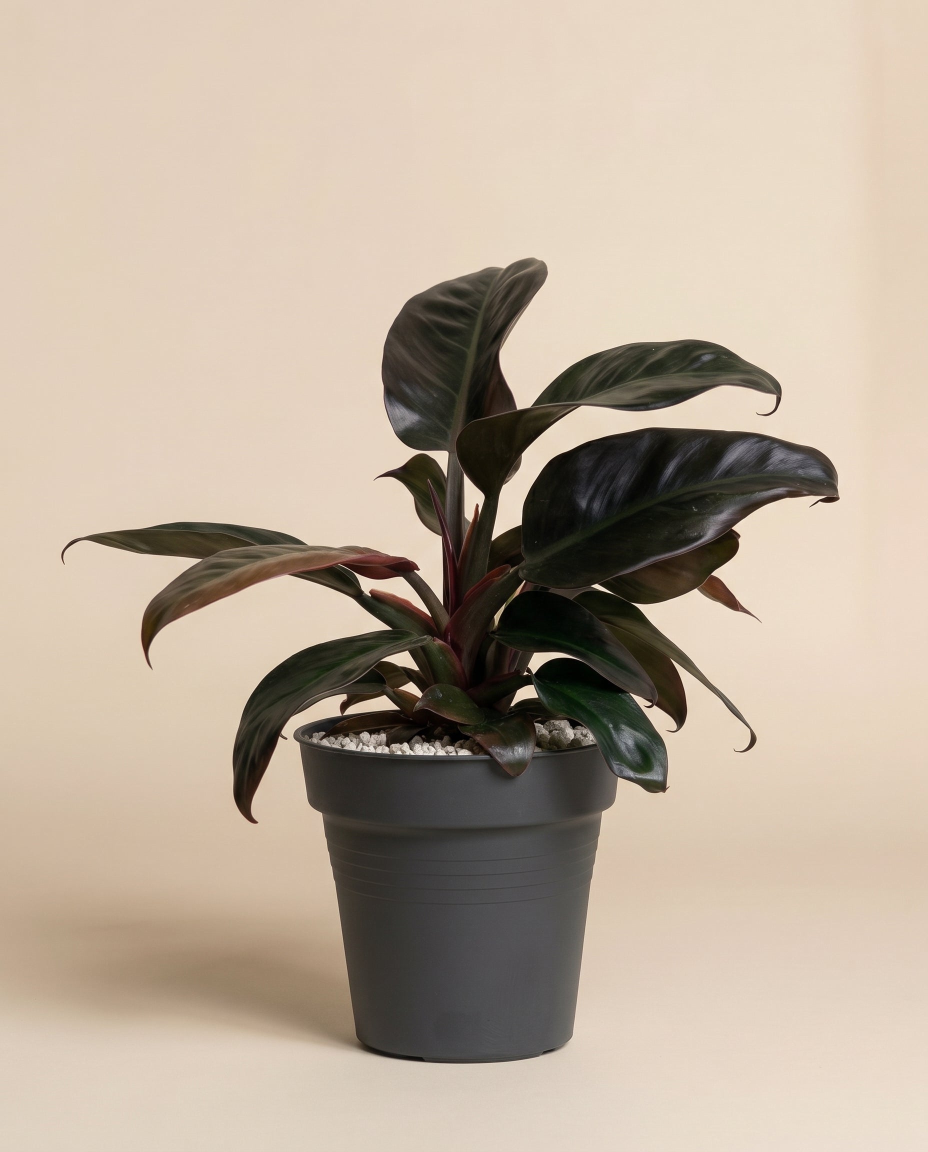 feey-variado-philodendron-imperial-red-zimmerpflanze-ohne-topf image 3