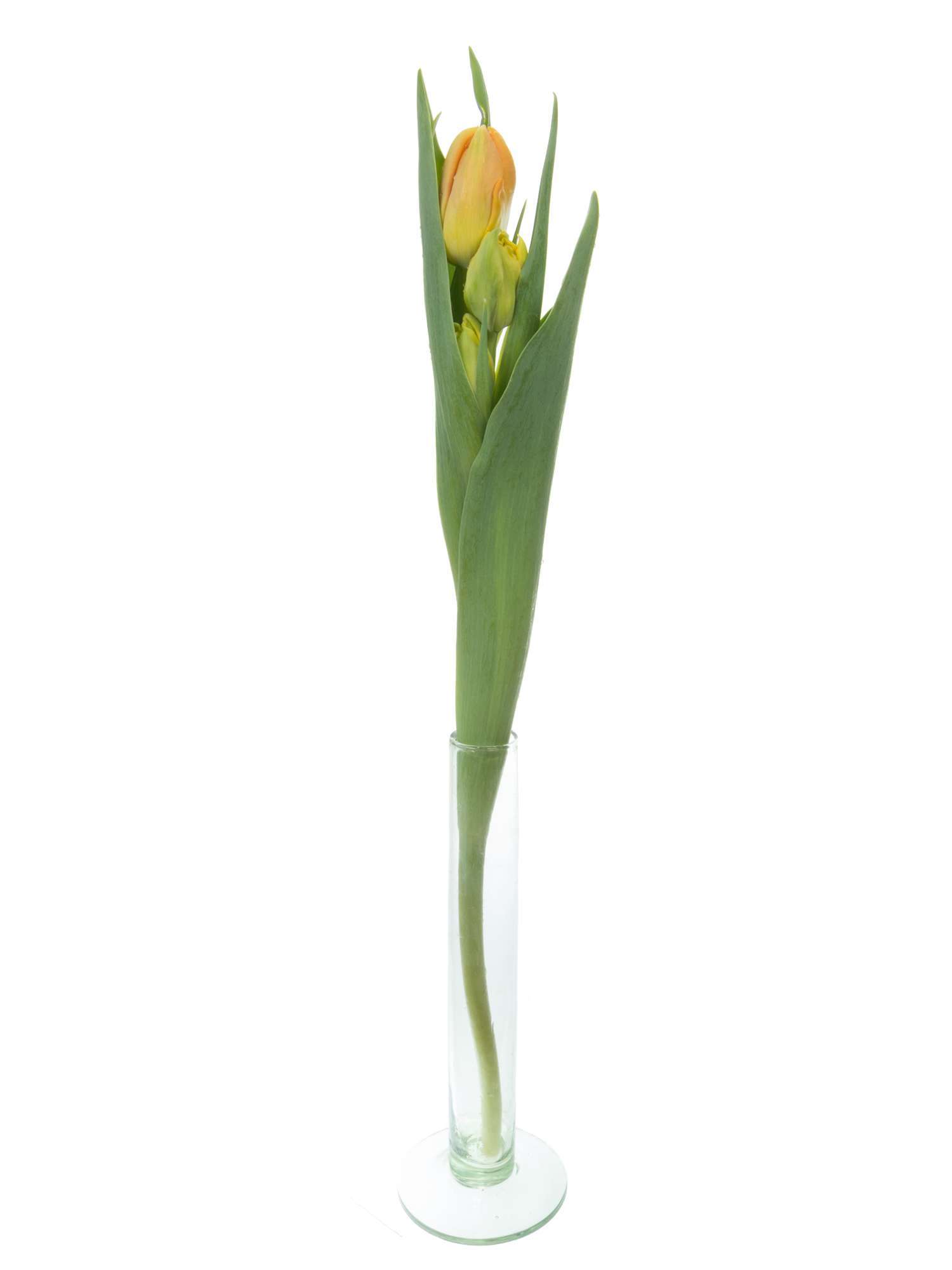 blumigo-monte-orange-tulpen-orange-gef-llt-8-tage-frisch image 3