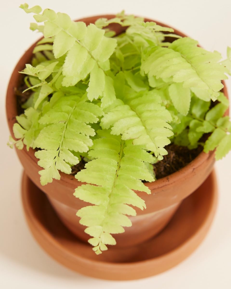 plnts-babyplnts-nephrolepis-blonde-schwertfarn-baby-10-cm image 3