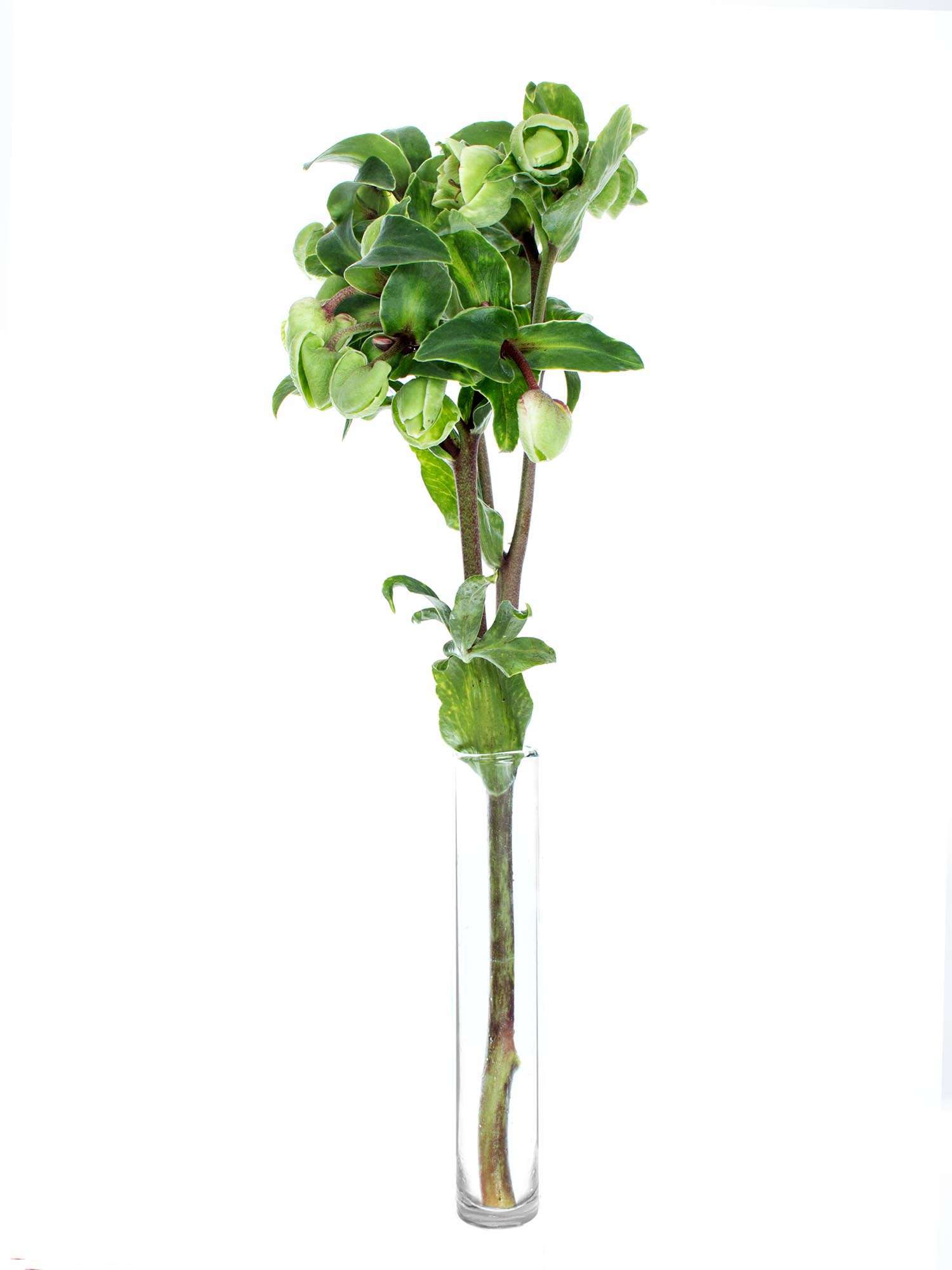 blumigo-christrosen-magnificent-bells-gr-n-wintergr-n image 3
