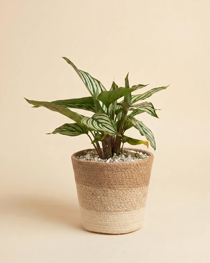 feey-variado-calathea-vittata-korbmarante-tierfreundlich image 8