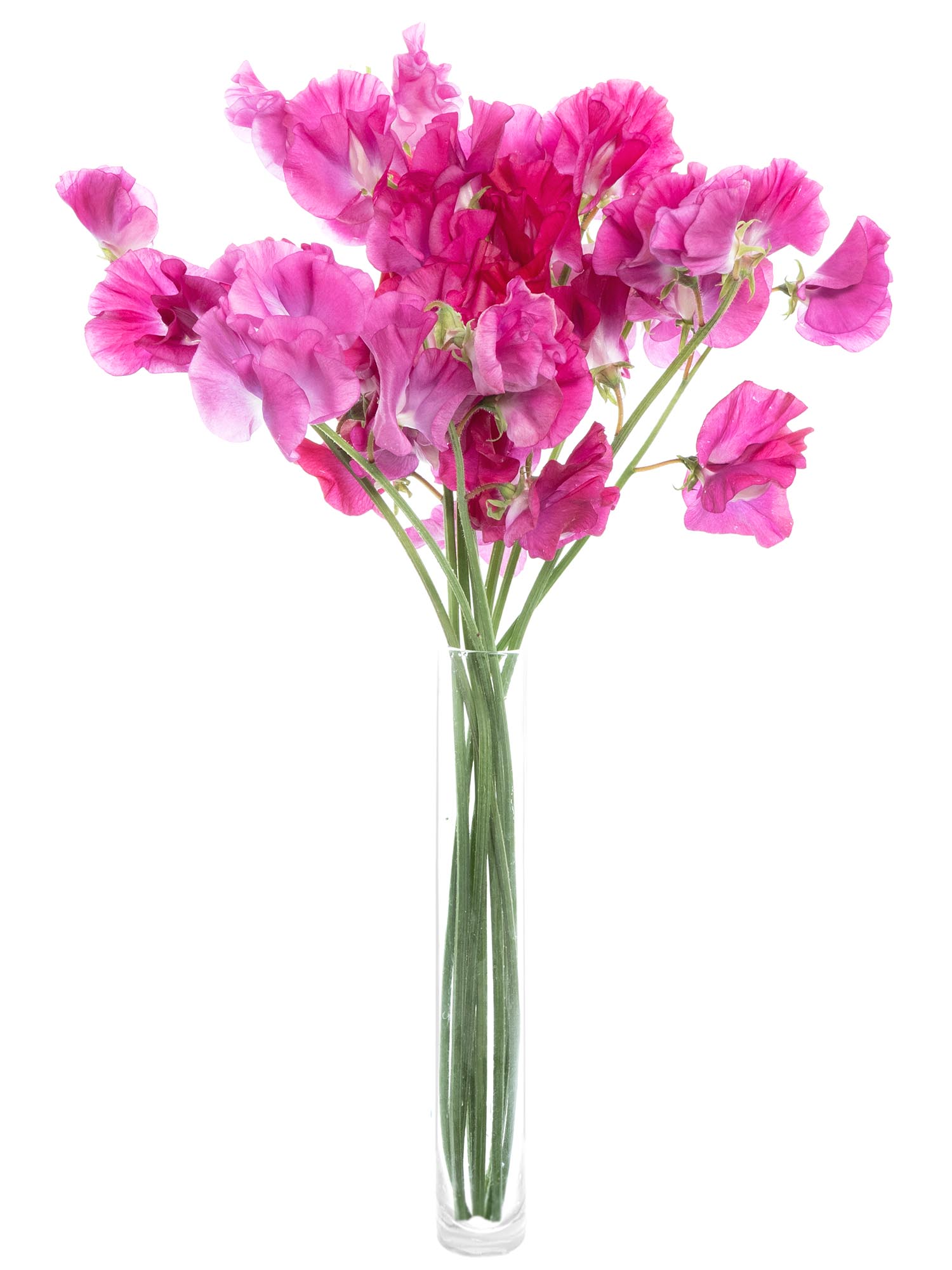 blumigo-wicken-sunshine-hot-pink-schnittblume-pink-st-ck image 2
