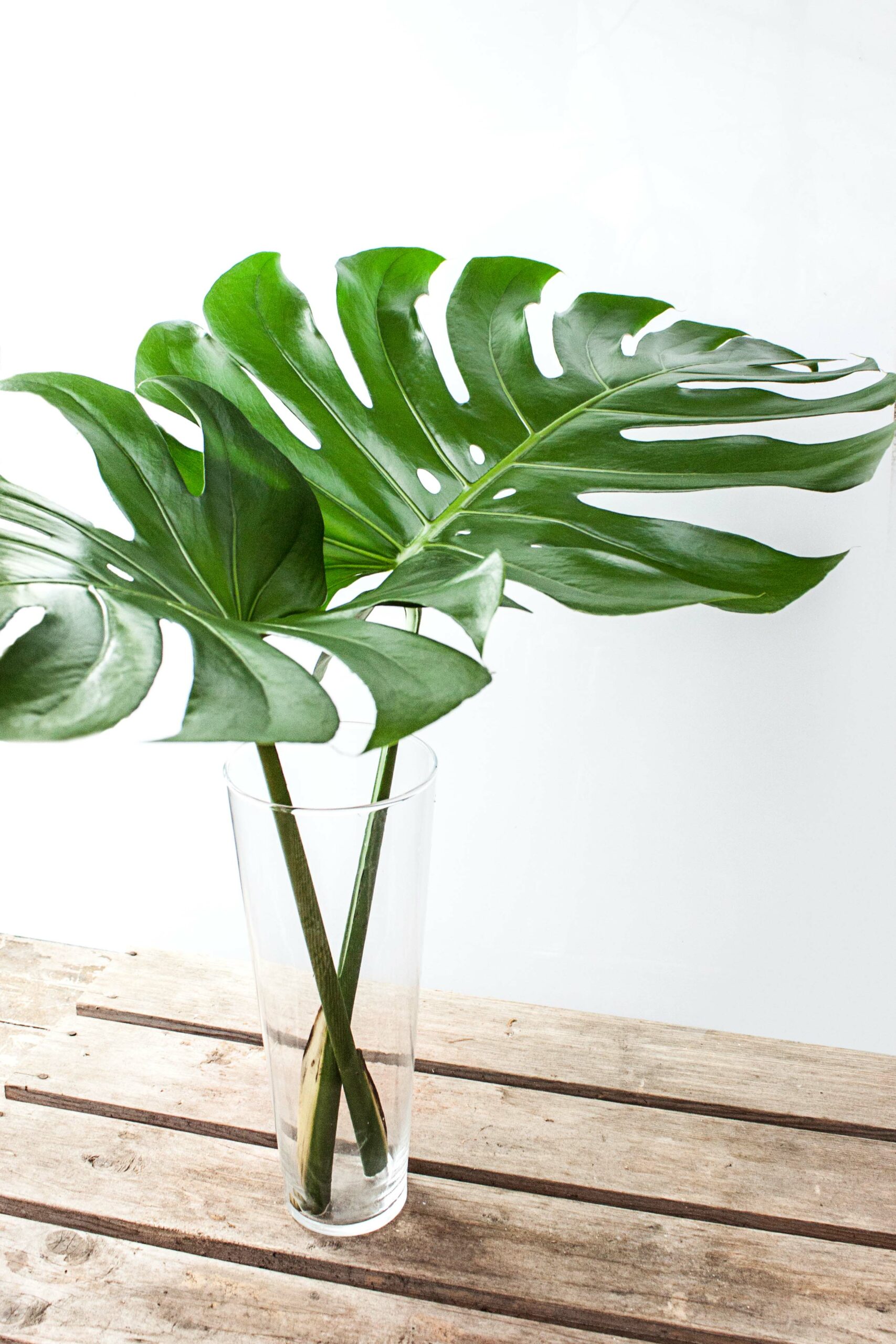 blumigo-blattwerk-monstera-bl-tter-gro-schnittgr-n image 4