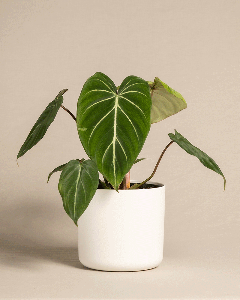 feey-variado-philodendron-gloriosum-ohne-bertopf-viel-licht image 8