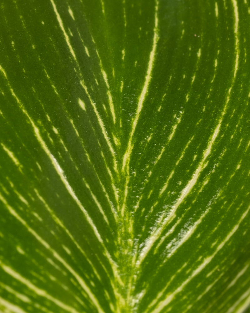feey-variado-babypflanzen-trio-philodendron-zimmerpflanze-ohne-bertopf image 8