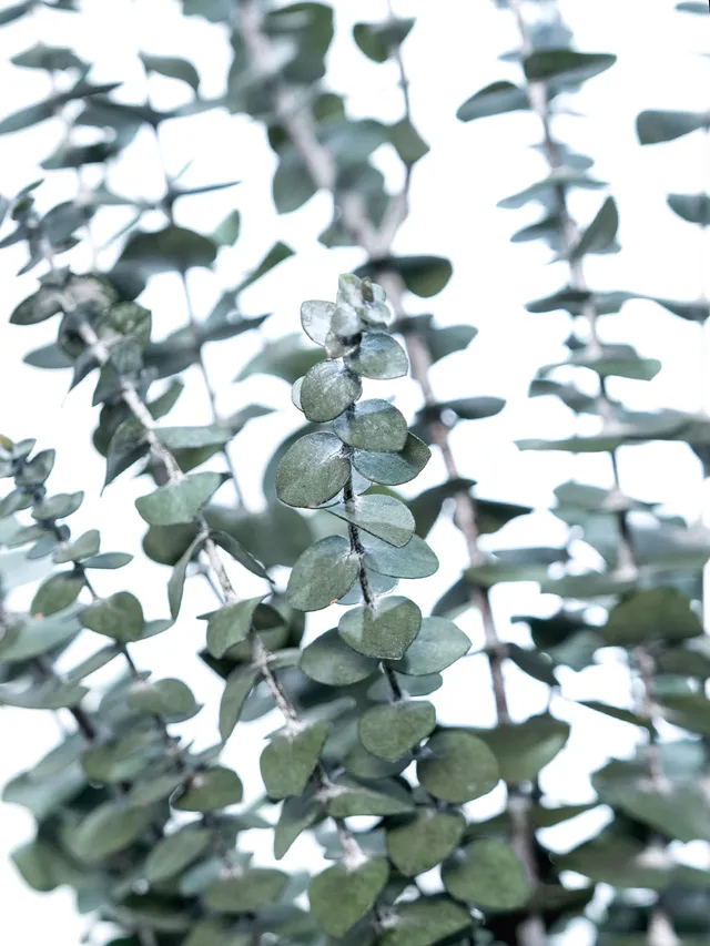 blumigo-trockenblumen-eukalyptus-baby-blue-trockenstrau-gr-n image 1
