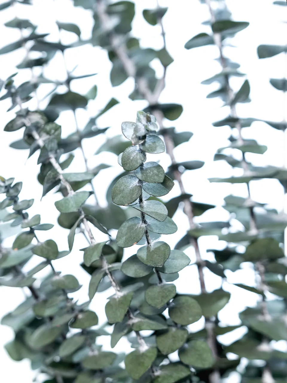 blumigo-trockenblumen-eukalyptus-baby-blue-trockenstrau-gr-n image 1