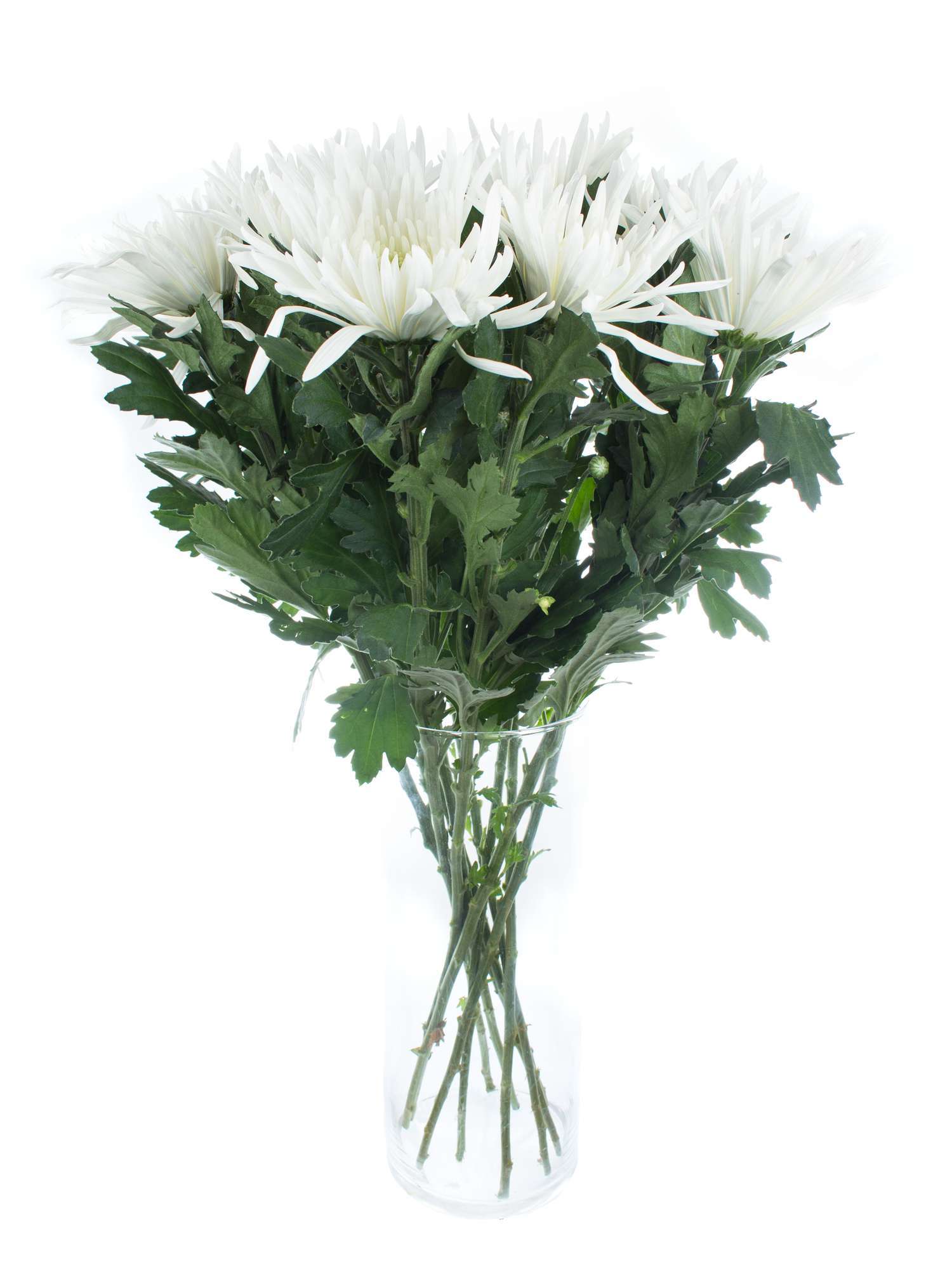 blumigo-chrysanthemen-anabel-wei-schnittblumen image 2