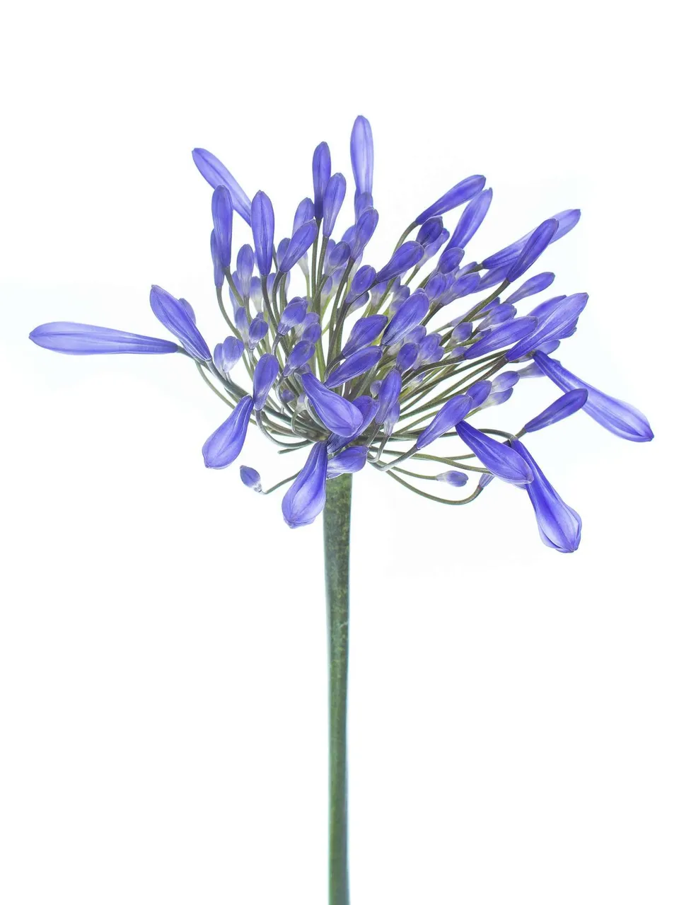 blumigo-blattwerk-agapanthus-dr-brouwer-schnittblume-blau image 1