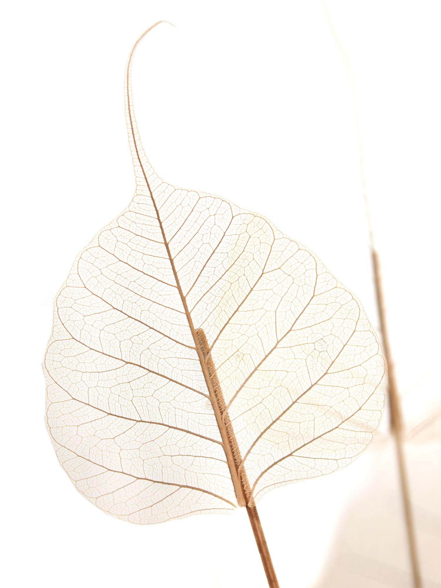 blumigo-trockenblumen-skelletierte-bl-tter-getrocknet-creme-braun image 1