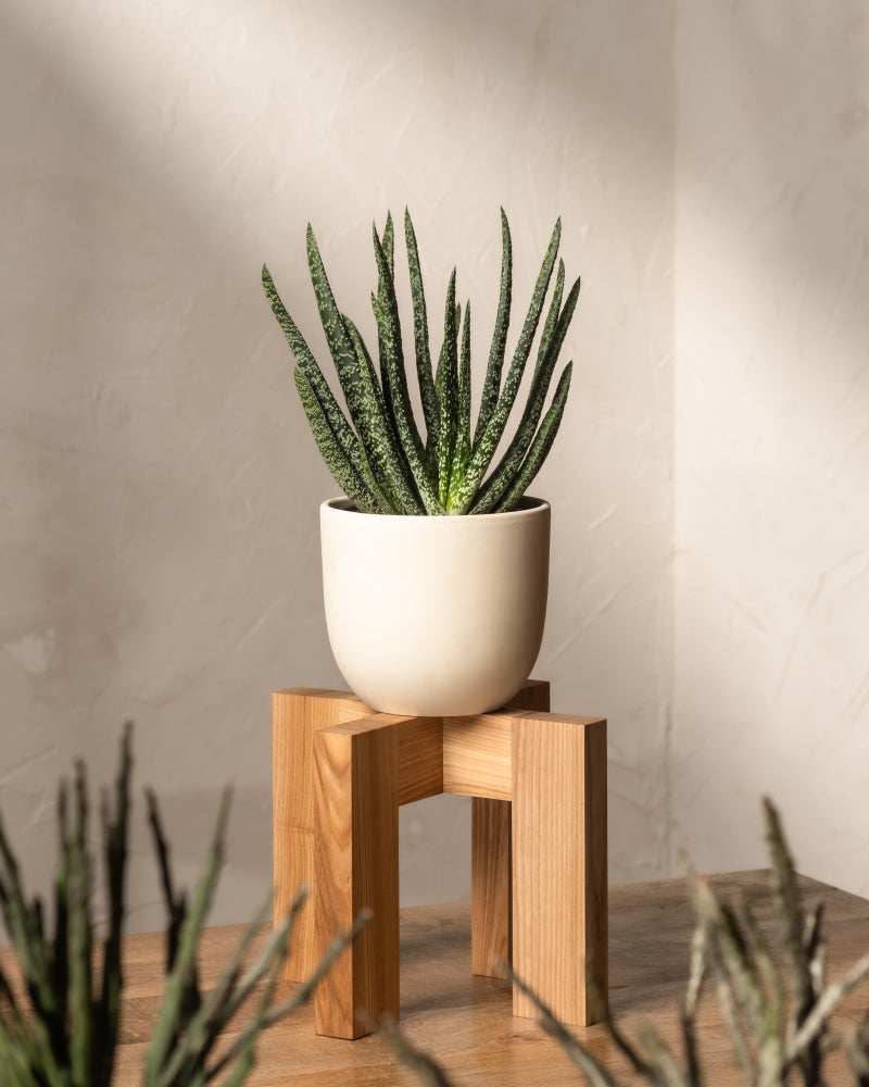 feey-variado-gasteria-verrucosa-sukkulente-ohne-bertopf image 4