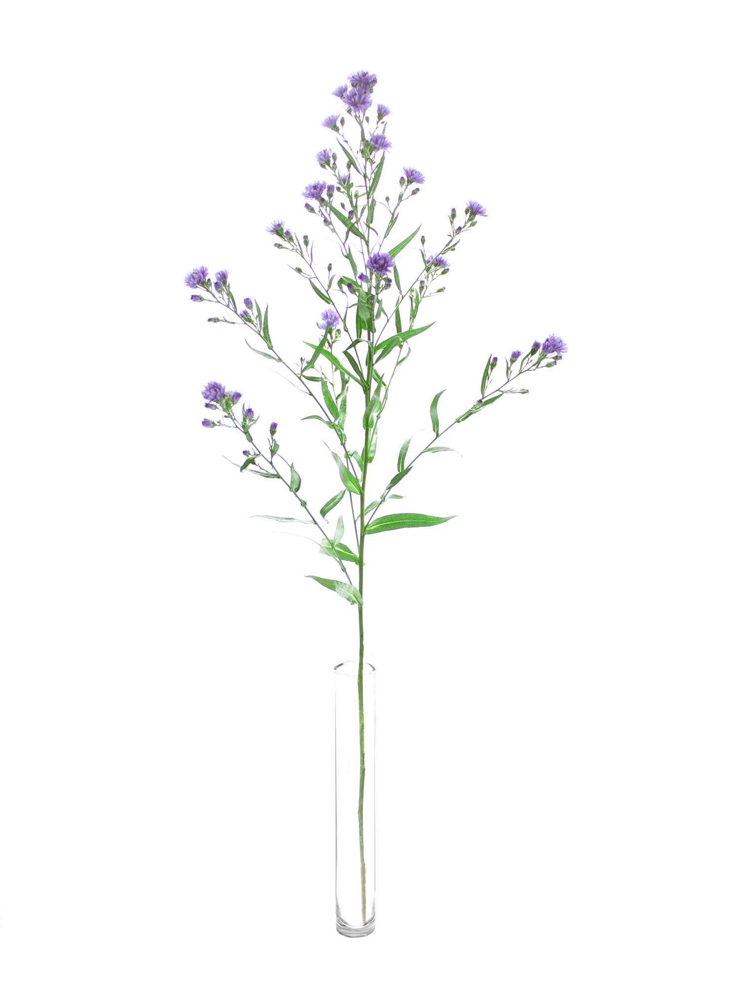 blumigo-blattwerk-septemberkraut-bindegr-n-violett-1-bund image 3