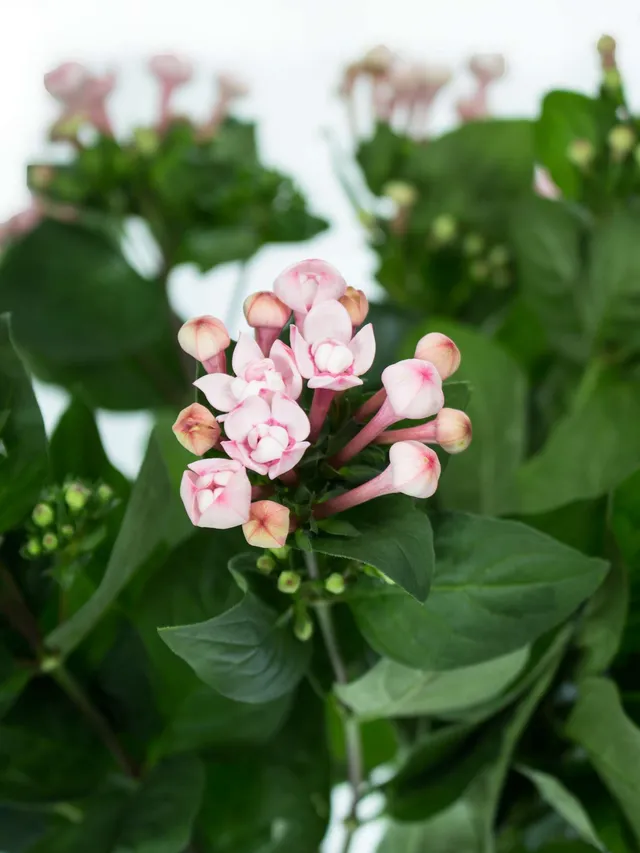 blumigo-bouvardien-diamond-princie-rosa-blume image 1