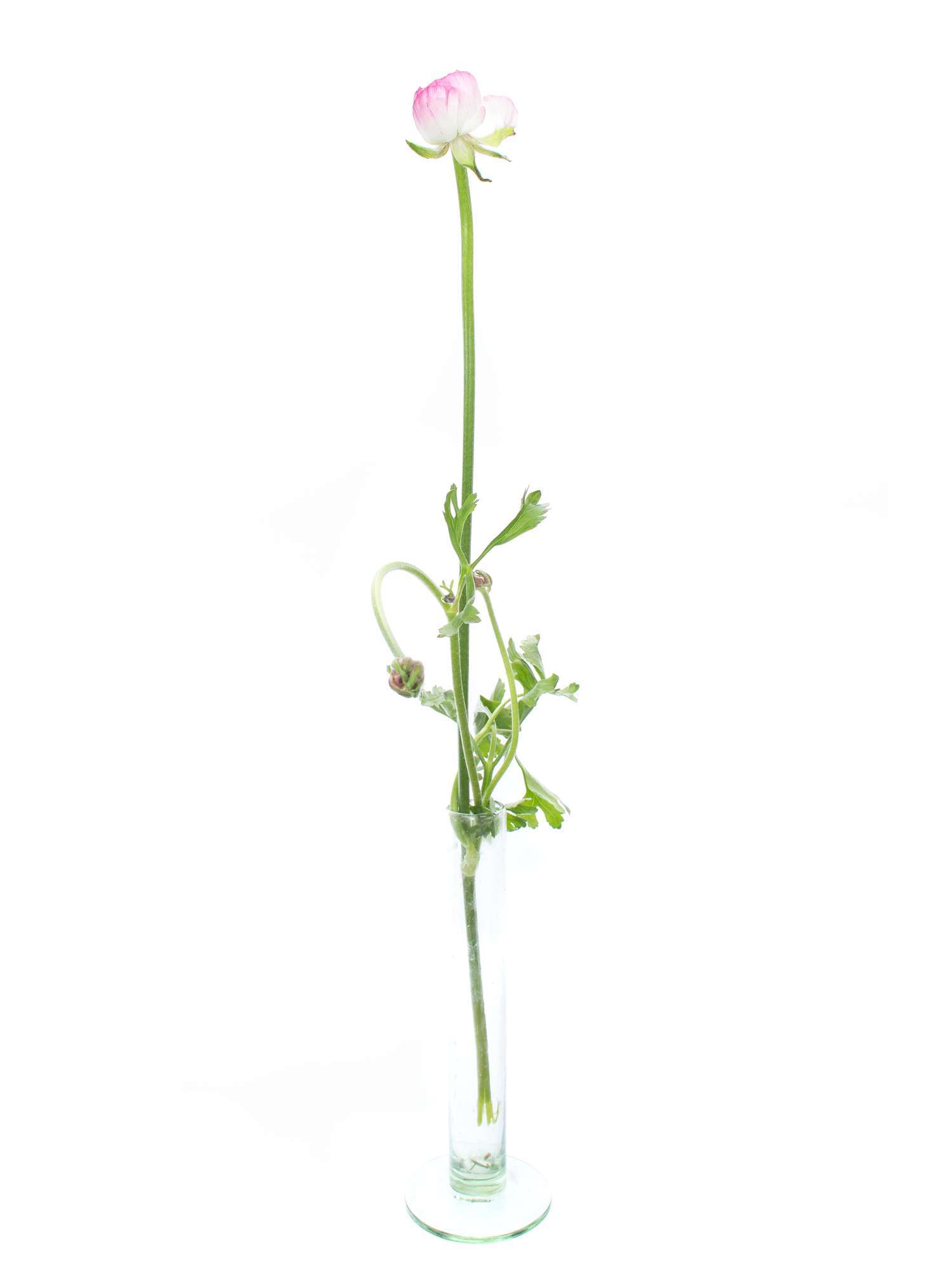 blumigo-ranunkeln-andrea-cappuccino-schnittblume-rosa-wei image 5