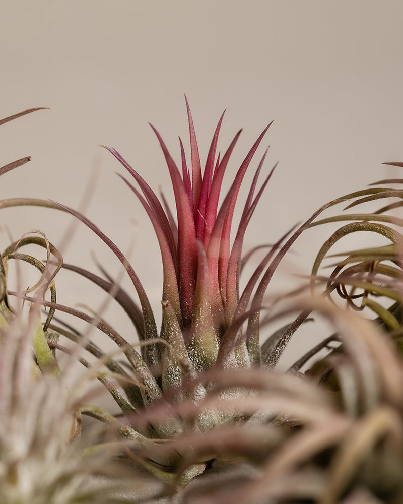 feey-variado-luftpflanzen-pink-tillandsia-5-st-ck image 2