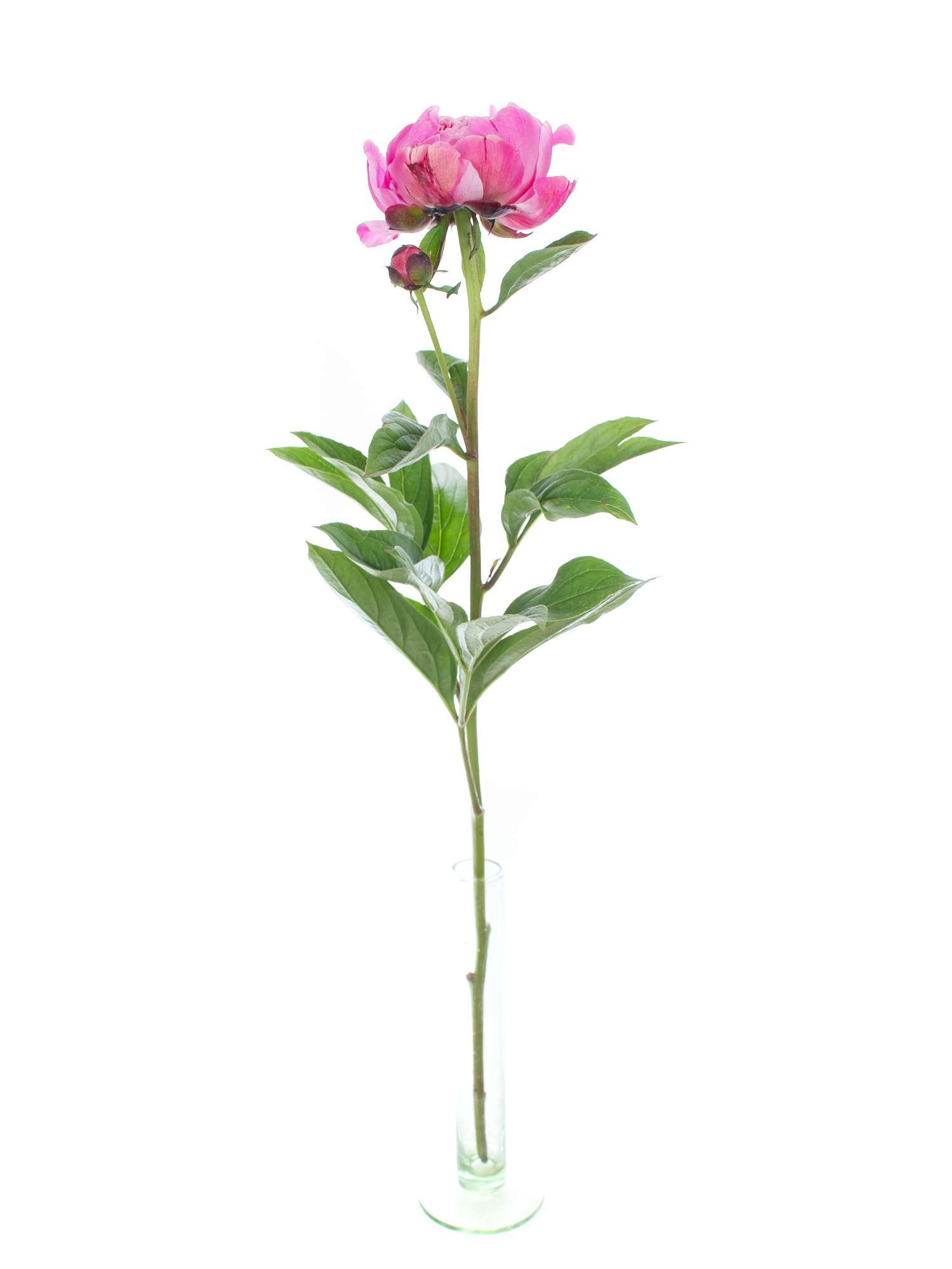 blumigo-pfingstrosen-jadwiga-blume-pink-einzeln image 3