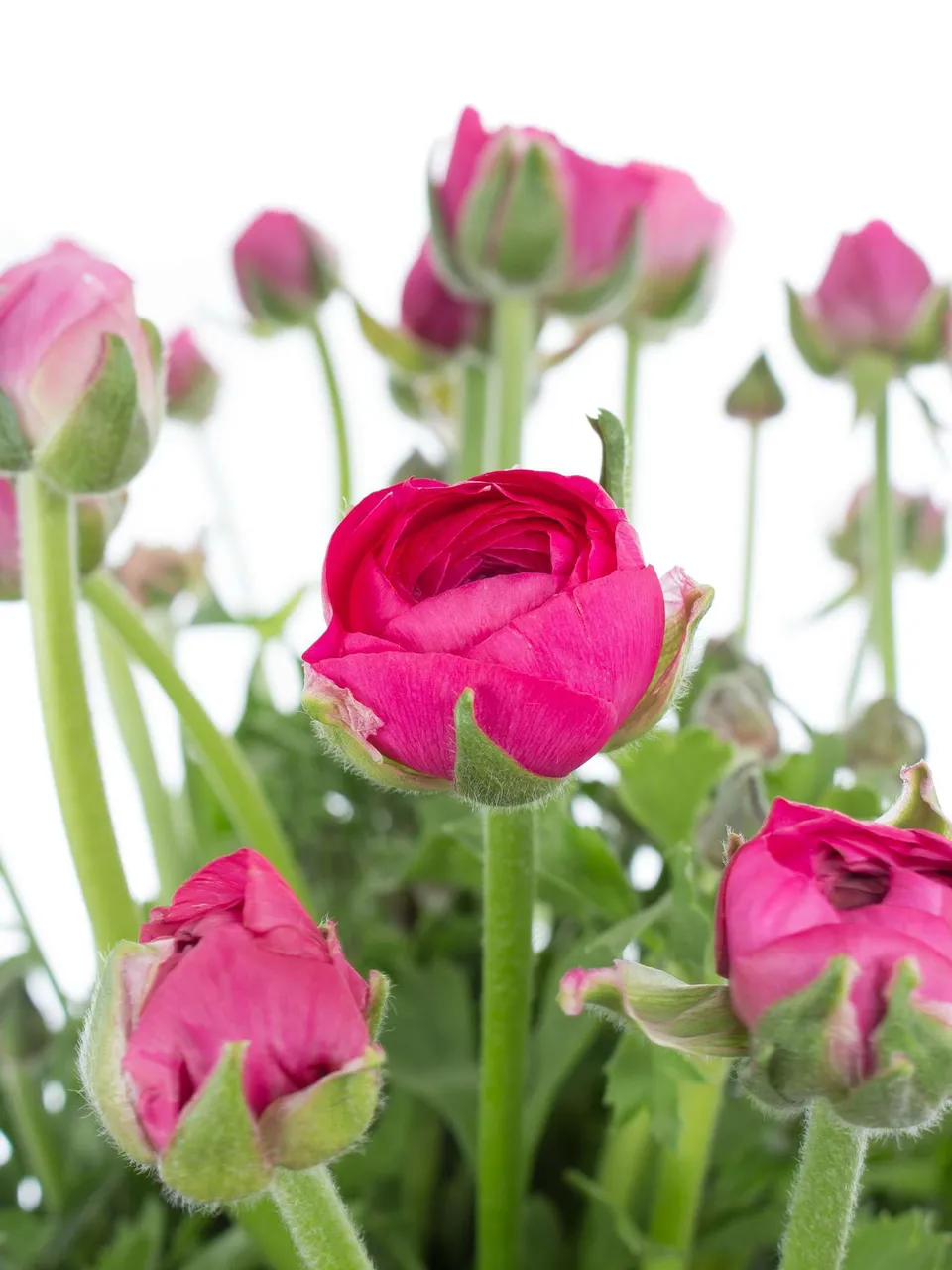 blumigo-ranunkeln-bonbon-schnittblumen-pink image 1