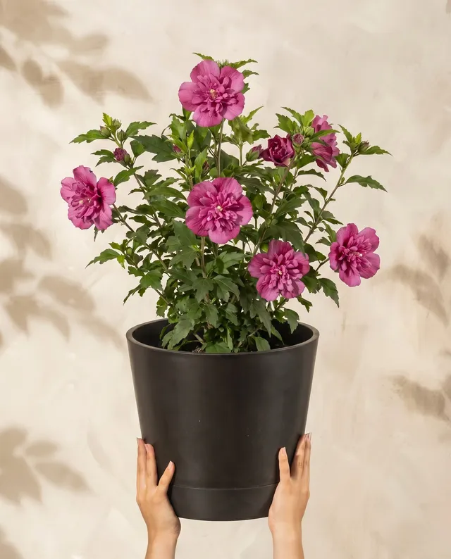 feey-amsterdam-pinker-hibiskus-strauch-winterhart-1-2-m image 1