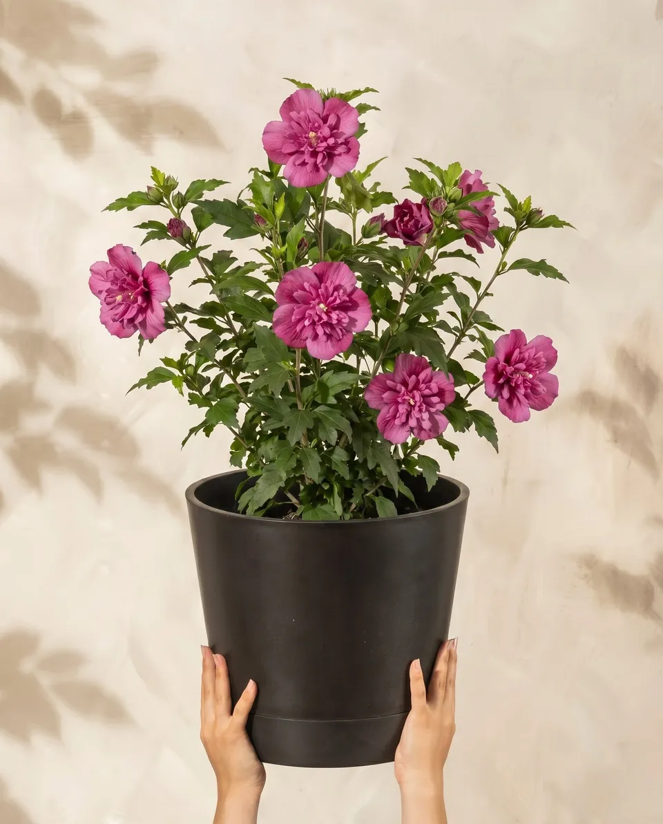 feey-amsterdam-pinker-hibiskus-strauch-winterhart-1-2-m image 1