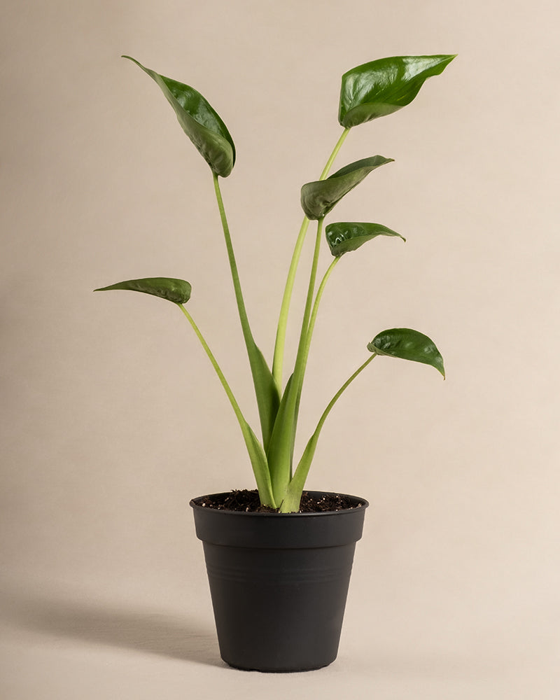 feey-variado-alocasia-tiny-dancer-zimmerpflanze-ohne-bertopf image 3
