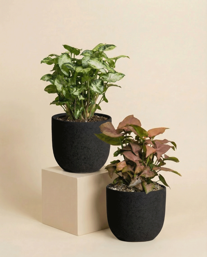feey-variado-syngonium-duo-zimmerpflanzen-2er-set-ohne-bertopf image 8