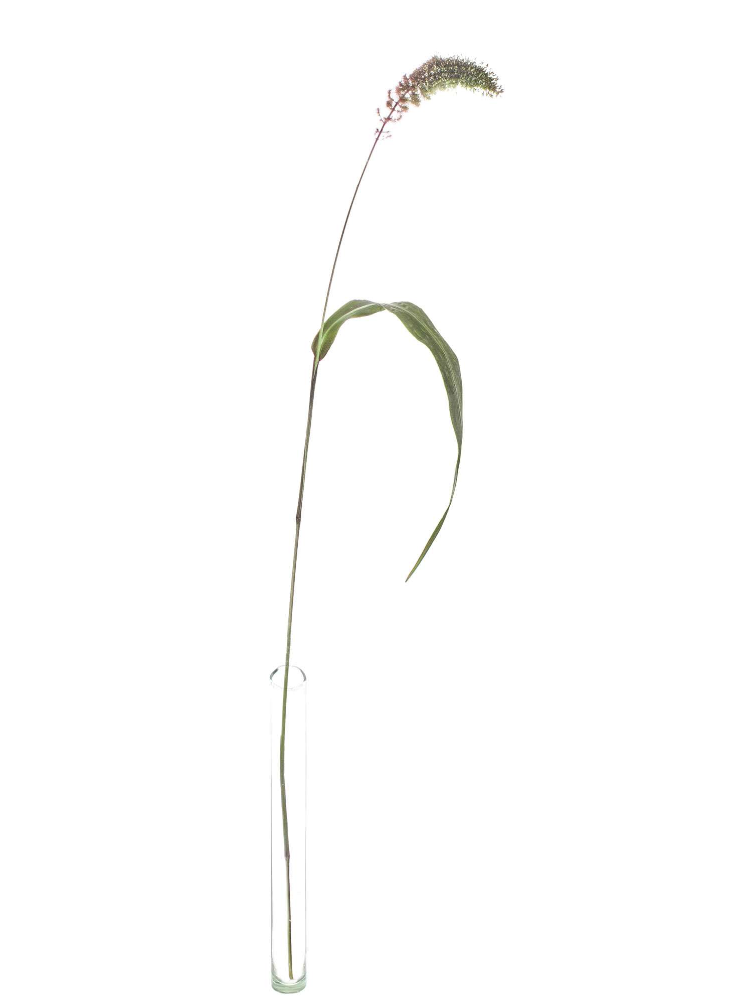 blumigo-bindegr-n-setaria-red-jewel-rot-gr-n-gras image 3