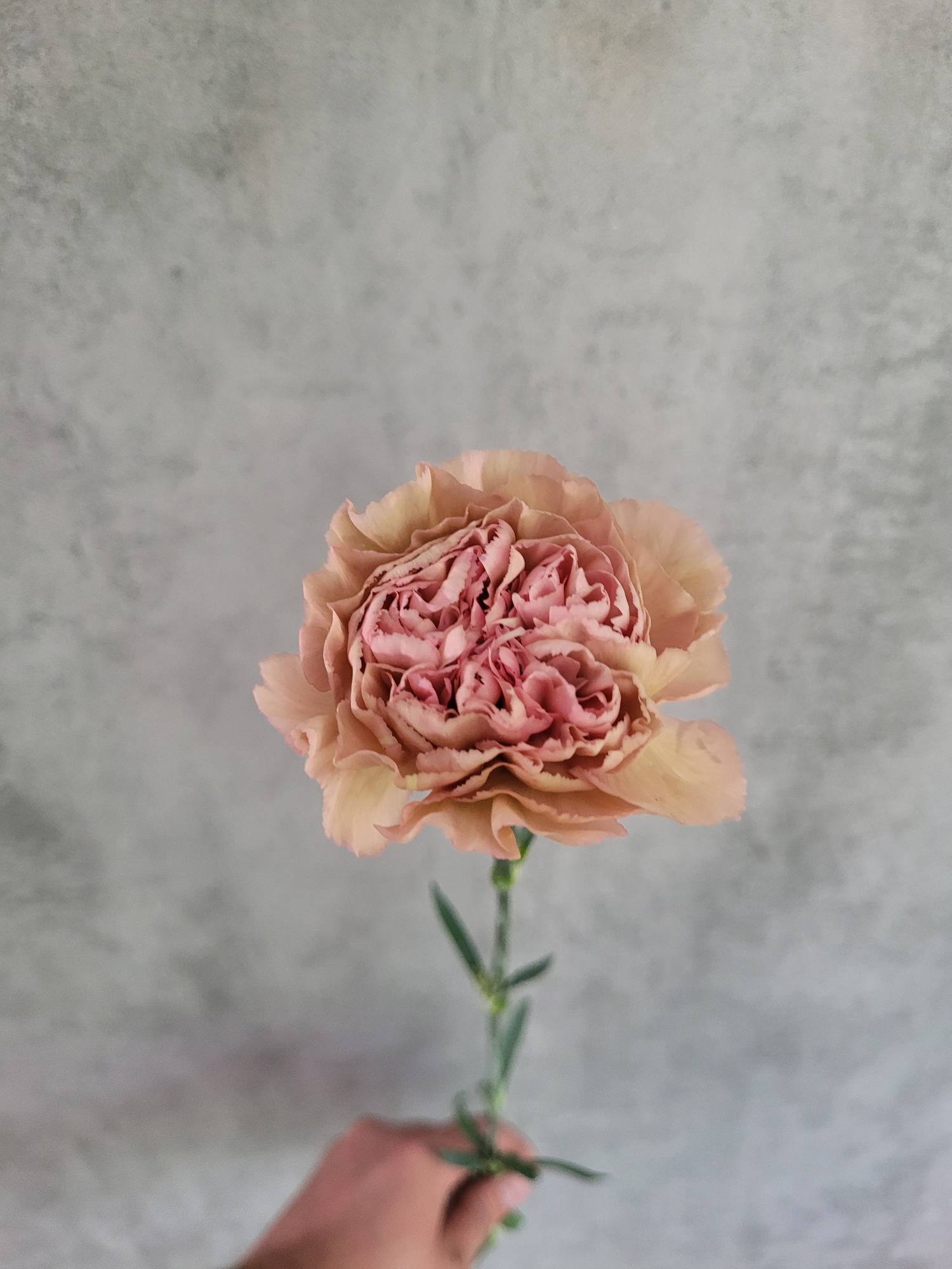 blumigo-nelken-edelnelken-lege-pink-schnittblume-alt-ros image 4
